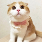 可爱的橘猫头像高清无水印图片