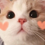 微信好看高清的可爱萌宠头像图片