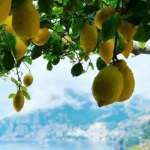 夏日柠檬清爽背景高清头像图片