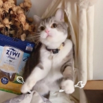 可爱萌宠图片萌萌哒头像