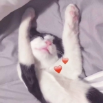 超萌的猫咪可爱情头图片
