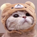 超萌的可爱猫咪一对情头图片