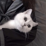 萌宠可爱的微信头像图片