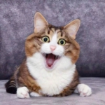 张嘴惊讶吐舌头可爱表情的猫咪头像图片