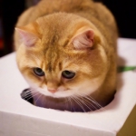 超萌的胖橘猫可爱头像图片