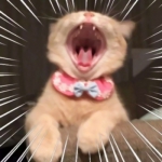 可爱又沙雕的猫咪头像图片