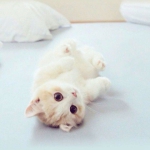 可爱超萌的喵星人头像