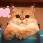 萌宠头像可爱图片高清