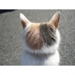 可爱猫后脑壳高清头像图片