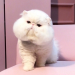 可爱白色的呆萌大脸猫头像图片