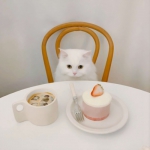 优雅吃东西的可爱小白猫头像