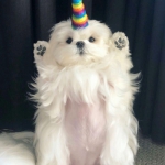 举手投降的可爱狗狗头像图片