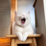 打哈欠犯困的可爱白猫头像好看图片