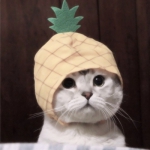 萌宠超可爱高清头像图片