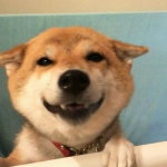 笑死人的二货狗狗搞笑头像图片