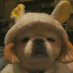 搞笑的沙雕萌宠动物高清头像图片