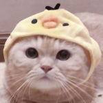 小猫情头一左一右超萌的可爱高清图片