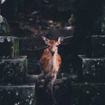 有意境的森林鹿唯美高清头像图片