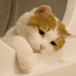 高清可爱的丧萌猫头像图片