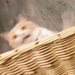 可爱高清超萌的小猫头像图片