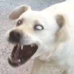 搞笑沙雕适合做头像的狗子高清图片