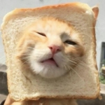 超萌的沙雕可爱猫咪情头图片