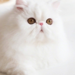 可爱好看高清的猫咪头像