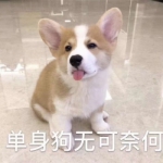 带字单身狗的高清头像图片精选