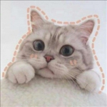 可爱的萌猫咪情头一对两张高清图片