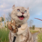 又胖又萌的猫咪高清情侣头像图片