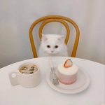 微信高清高贵的白猫照片可爱头像图片