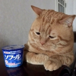 一脸愁云的吃货猫咪高清头像图片