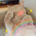 2023微信新版好看的头像萌宠图片
