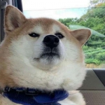 微信高清很逗比的较沙雕动物头像图片