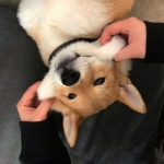 微信高清卖萌的可爱狗子头像图片