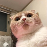 猫的微信高清可爱图片头像