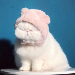 可爱又胖又萌的大脸猫咪高清头像图片