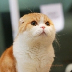 微信高清超萌可爱胖胖的唯美橘猫头像图片