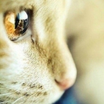 可爱清新猫咪眼睛头像图片大全