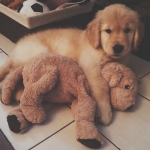 微信温暖可爱的宠物头像图片精选