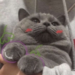 可爱萌猫图片头像大全