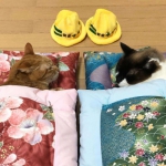 微信睡在一起的猫咪情头图片