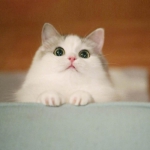 萌萌哒小猫好看高清的可爱头像精选