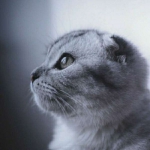 微信宠物高清图片头像