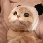 最萌好看高清的可爱猫咪头像图片