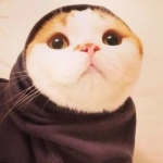 超萌可爱的猫狗头像高清图片精选