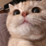 超萌的可爱橘猫沙梨sally高清头像图片大全