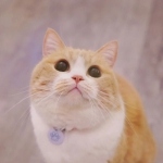 唯美个性高清清新超萌的可爱猫咪头像图片
