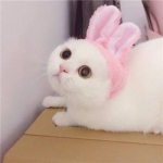两只猫咪高清可爱萌的一左一右情头图片