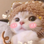 可爱的QQ头像萌宠图片大全